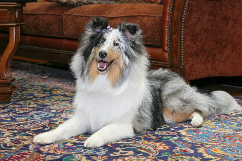 dog-on-oriental-rug-med-res